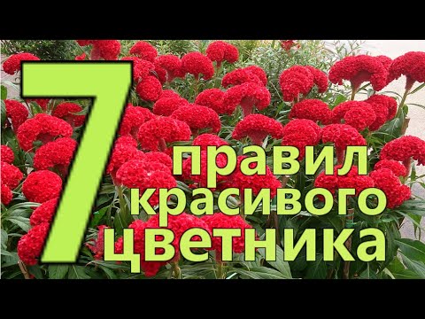 Видео: 7 ПРАВИЛ СОЗДАНИЯ КРАСИВОГО ЦВЕТНИКА или  КЛУМБЫ. Подбор красивых ЦВЕТОВ и РАСТЕНИЙ для ЦВЕТНИКА.