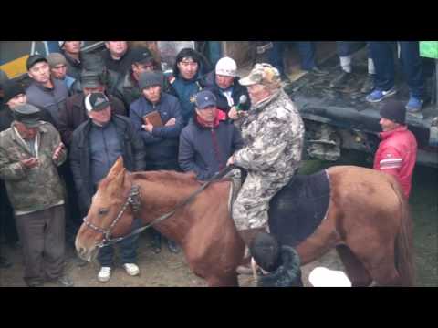 Видео: ОҚО, Шардара ауданы, Зауірбек ағамыздың ас көкпары 19