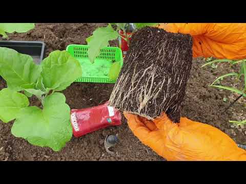 Видео: Высадка рассады баклажан Что  кладу в лунку Как высаживаю и что делаю для будущего урожая