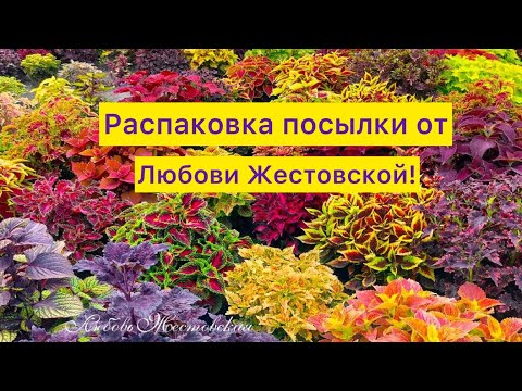 Видео: Распаковка посылки от Любови Жестовской!
