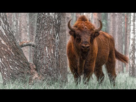 Видео: Природа Беларуси. Заповедными тропами белорусской земли. Документальный фильм | Film Studio Aves