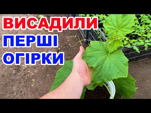 Видео: Як отримати ранні огірки  ? Вирощування огірків в теплиці.