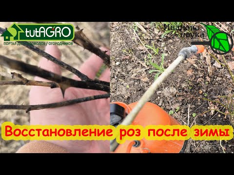 Видео: РОЗЫ ПОЧЕРНЕЛИ ПОСЛЕ ЗИМЫ. Восстановление почерневших роз: обработки по этапам.