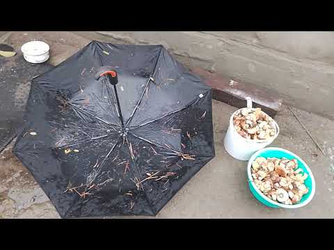 Видео: Работа спотером