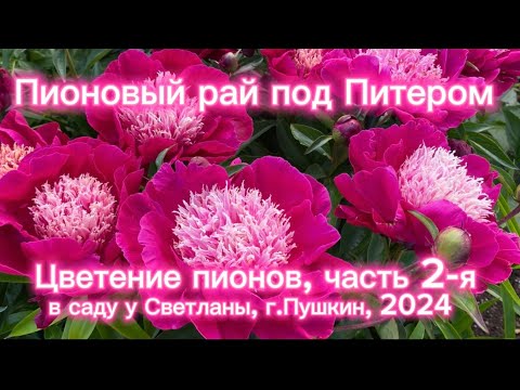 Видео: Пионовый рай под Питером. Цветение пионов часть 2-я. В саду у Светланы, г.Пушкин, 2024