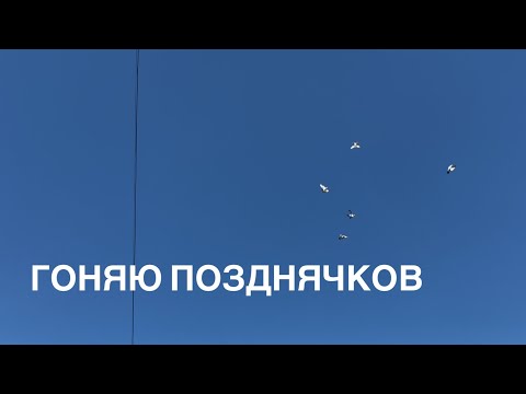 Видео: Гоняю позднячков