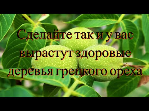 Видео: Грецкий Орех.Самый надёжный способ 100% укоренения и мощного роста. Часть 3/№5