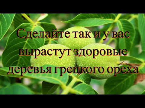 Видео: Грецкий Орех.Самый надёжный способ 100% укоренения и мощного роста. Часть 3/№5