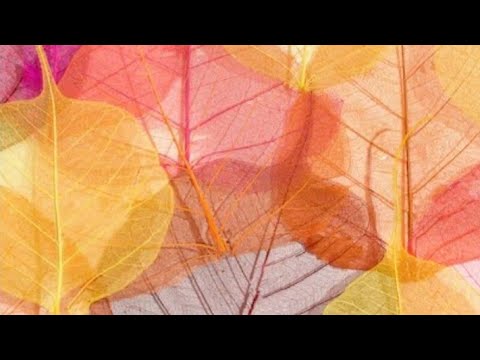 Видео: 🍁🍁🍁 Мой парфгардероб на вторую половину октября 🍁🍁🍁