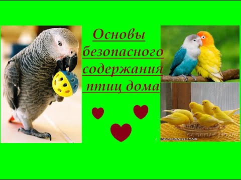 Видео: Основы содержания птиц дома. Организация безопасности для птиц.