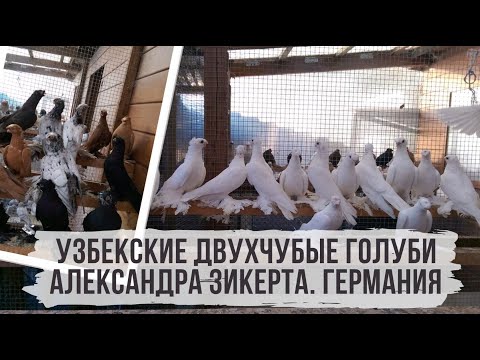 Видео: Узбекские двухчубые голуби Александра Зикерта. Германия.  Usbekische Tauben. Deutschland.
