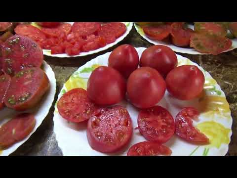 Видео: Томатный Гном Розовая страсть - это потрясающий вкус + зашкаливающая урожайность. Дегустация сорта.