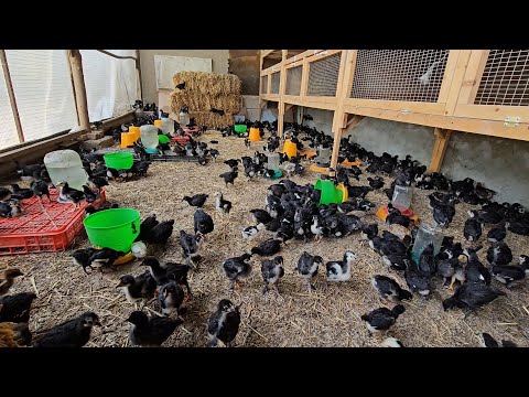 Видео: Каттаси 1 ойлик улимдан чиккан жужалар сотилади