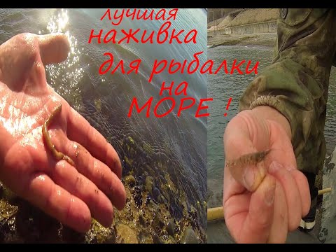 Видео: РЫБА ест это. лучшая наживка.