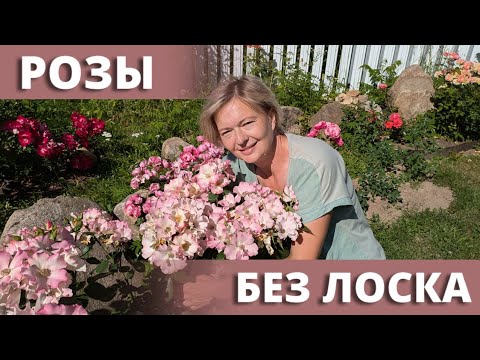 Видео: РОЗ НЕ СЧЕСТЬ, САД КАК ЕСТЬ! Розовый сад без прикрас.15 июля 2024 г.
