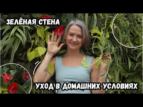Видео: Уход за зелёной стеной в доме / 2 часть