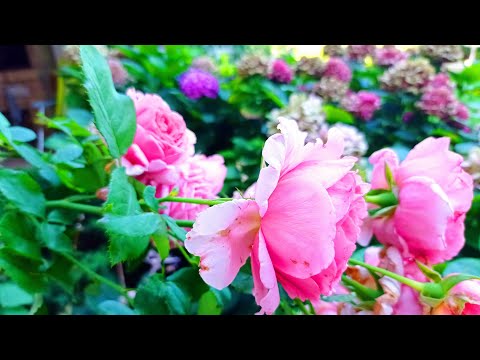 Видео: Утренний сад и День Рождения Мамы, 18 августа.