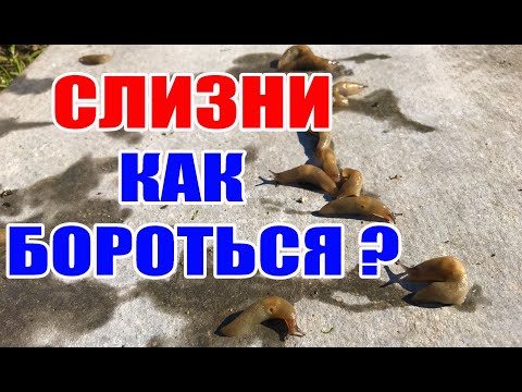 Видео: Борьба со слизнями на 100 % ! Слизни в теплице и огороде