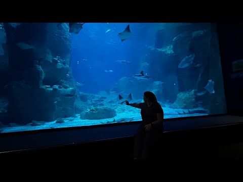Видео: Стамбул 2025. Океанариум Флория. Цена билетов