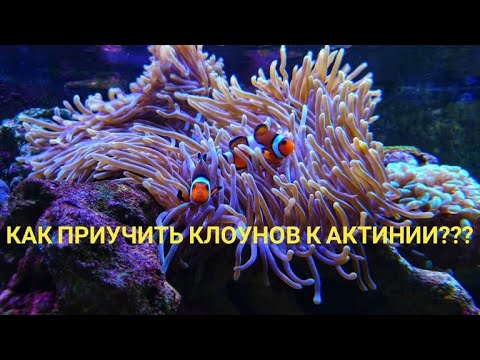 Видео: Как приучить клоунов к актинии??? амфиприон-клоун.  пузырчатая актиния (Entacmaea quadricolor)