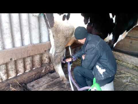 Видео: приучаем коров к доильному аппарату//первая дойка для коровы и аппарата