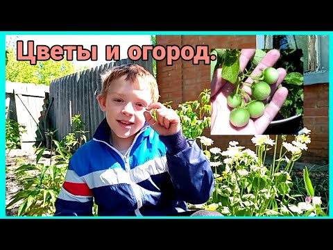 Видео: ГИПЕАСТРУМ,САДИМ ОГОРОД,ВЕСЕЛЫЙ РЫНОК.