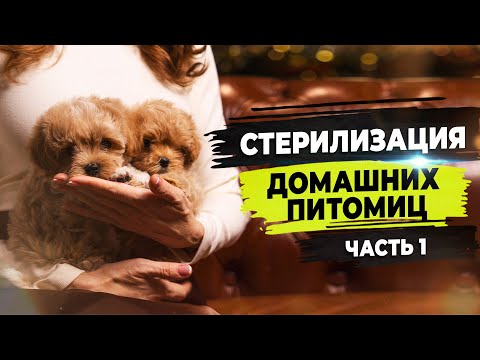 Видео: Ложная беременность у собак. Стерилизация собак.