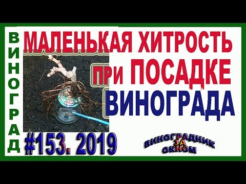 Видео: 🍇 МАЛЕНЬКАЯ ХИТРОСТЬ ПРИ ПОСАДКЕ ВИНОГРАДА. Как посадить короткие, двухглазковые саженцы винограда.