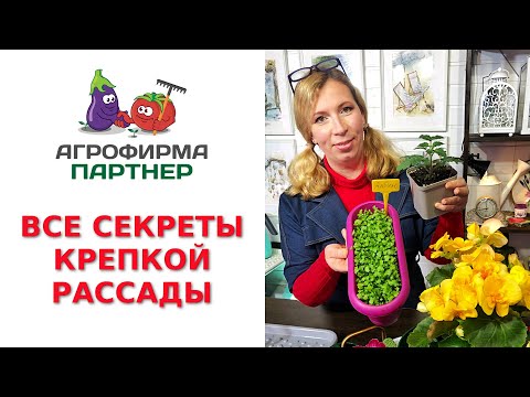 Видео: ВСЕ СЕКРЕТЫ КРЕПКОЙ РАССАДЫ