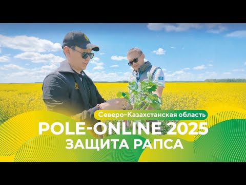 Видео: Комплексная защита рапса в Северо-Казахстанской области | Pole-Online 2025 #рапс #агро #протравитель