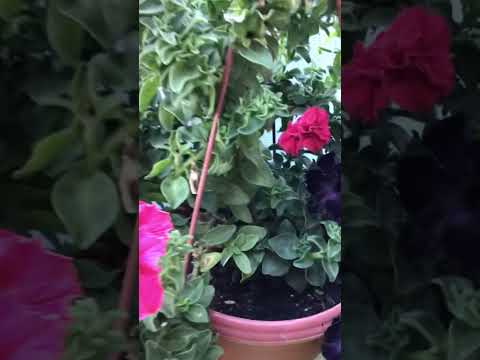 Видео: Петунии с осмокотом. #петунии #осмокот #цветение  #сад  #шортс
