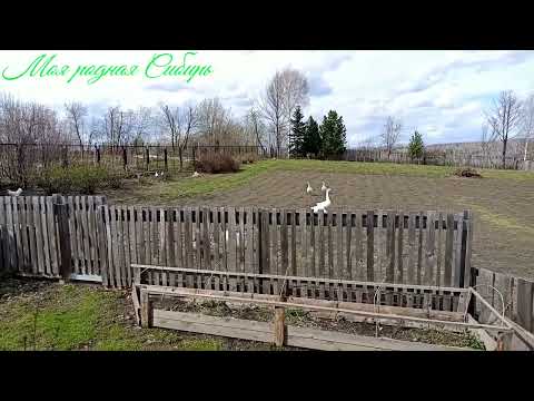 Видео: Гуси и куры радуются жизни!