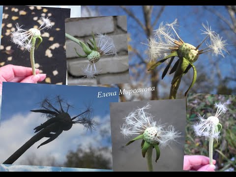 Видео: Отцветающий одуванчик из фоамирана Fading dandelion from foamiran