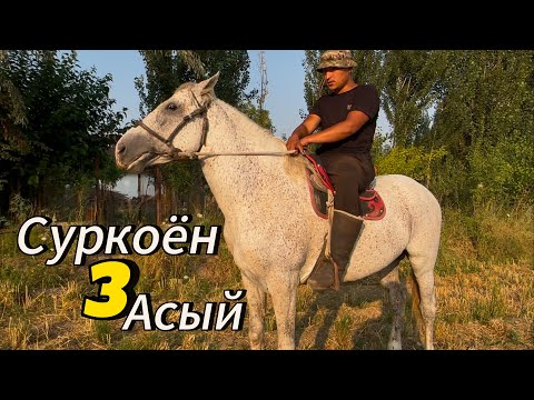 Видео: Суркоён Сатылат