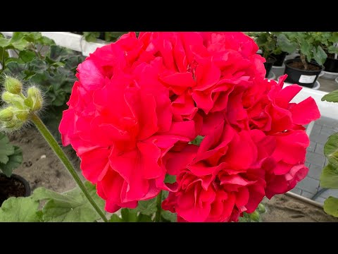 Видео: Пеларгонии , май. Температура +30…+3