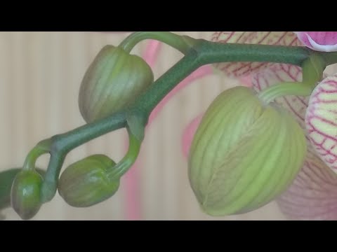 Видео: ПОСЛЕ ПЕРЕКИСИ водорода орхидеи ТРОНУЛИСЬ В РОСТЕ! орхидеи ПРОСНУЛИСЬ от антиоксиданта ПЕРОКСИДА!