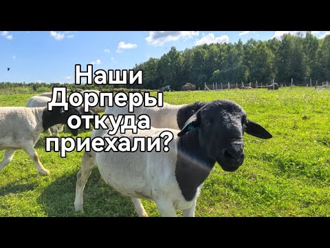 Видео: Наши Дорперы — откуда приехали?