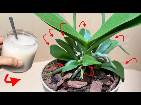 Видео: Это чудо: сразу же вырастает множество маленьких орхидей