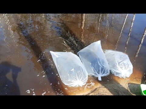 Видео: Форель в дачном пруду.