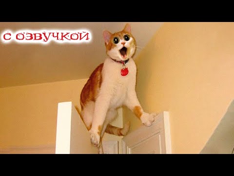 Видео: Приколы с котами! Смешные коты! - С ОЗВУЧКОЙ! Самые смешные животные!