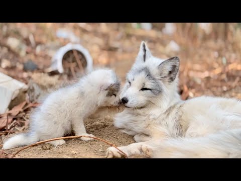 Видео: Лиса 🦊 с детёнышами пришла к нам домой. Не ожидал, что мы станем хорошими соседями! 🦊😘👍👍👍
