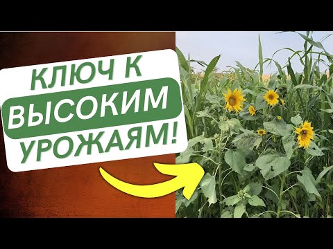 Видео: СИДЕРАЛЬНЫЕ ПАРЫ. Покровные культуры. Сидераты. Как подобрать состав смеси культур.