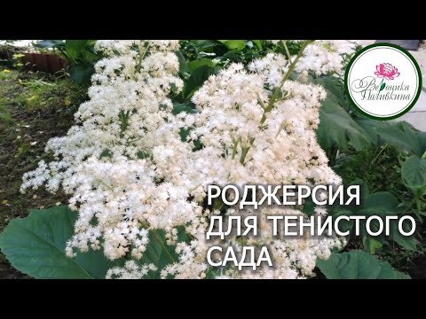 Видео: РОДЖЕРСИЯ В САДУ