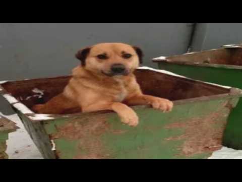 Видео: The Forever Winter (просто геймплей бомжа) 01