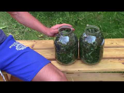 Видео: Иван-чай! Как мять, ферментировать и сушить иван чай чтобы он наполнял здоровьем целый год! Ivan tea