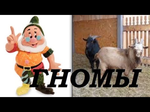 Видео: Карликовые козы и карликовые куры - Карликовые животные в ЛПХ.
