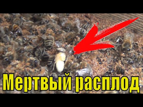 Видео: Пчелы выбрасывают расплод который вывелся в январе  Осмотр пчел зимой