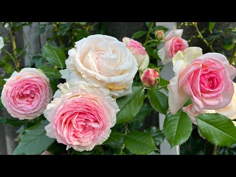 Видео: Роза Эден Роуз ( Rose Eden Rose) или Пьер де Ронсар ( Rose Pierre de Ronsar) г.Киев 16 июня 2025 г.