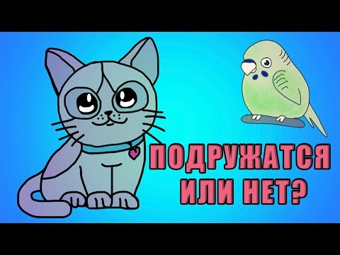 Видео: МОЖНО ЛИ ЗАВЕСТИ КОШКУ И ПОПУГАЯ В ОДНОЙ КВАРТИРЕ | ПОДРУЖИТСЯ КОТ С ПОПУГАЕМ ИЛИ НЕТ