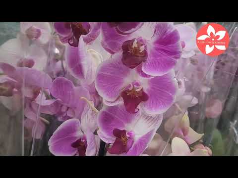 Видео: Орхидеи в магазине ОБИ и АШАН город Москва
